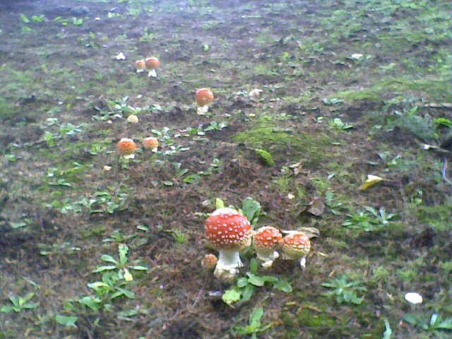 Amanita muscarias growing in my front yard