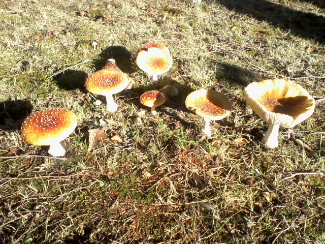 mushrooms in my yard