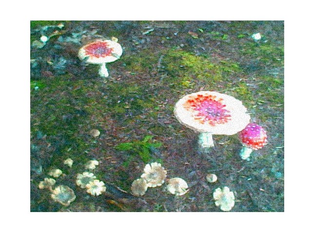 mushrooms in the yard