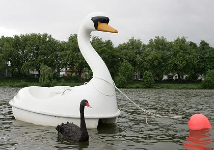 Swan with a swan-shaped boat.