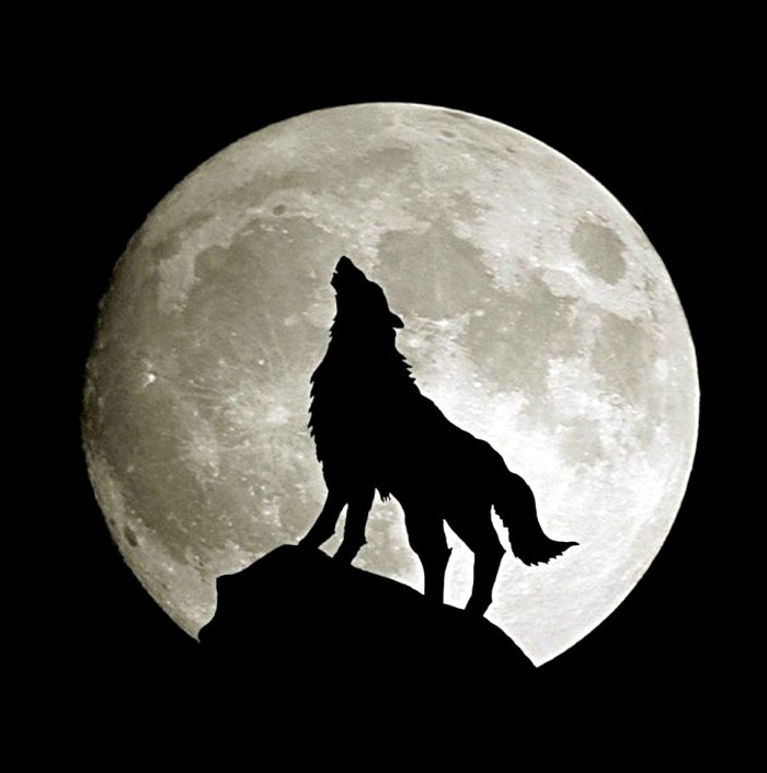 howling at the moon beats barking at cars